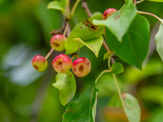 Ripening apples on apple tree branch on warm summer day. Harvesting ripe fruits in an apple orchard. Growing own fruits and vegetables in a homestead. Gardening and lifestyle of self-sufficiency.
