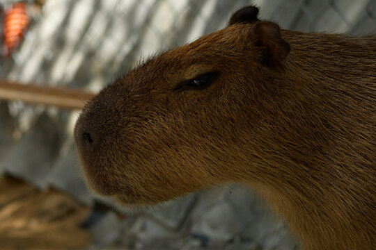 close up of capybara's portrait - Powered by Adobe
