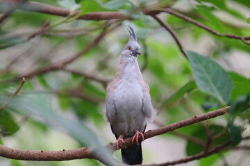 Crested Pigeon (Ocyphaps lophotes) perched on wooden rail with blurred green background in Hong Kong.