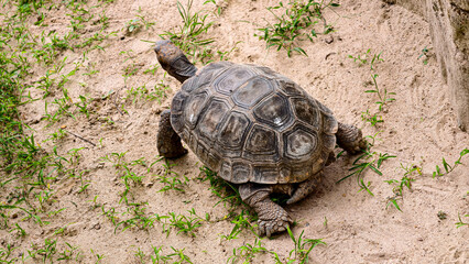 Obraz premium A Galapagos tortoise slowly moving across sandy ground.