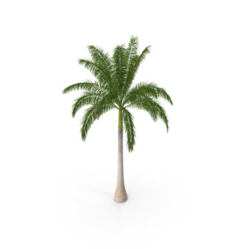 Roystonea Regia Cuban Royal Palm isolated on transparent background