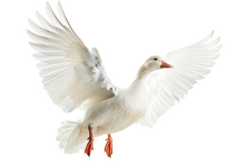 Obraz premium Bird with outstretched wings captures attention during graceful flight in a serene environment
