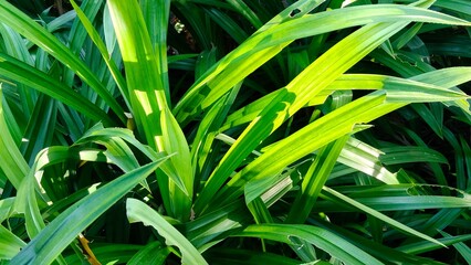 Obraz premium Green pandan leaves with visible natural imperfections, representing organic beauty and freshness.