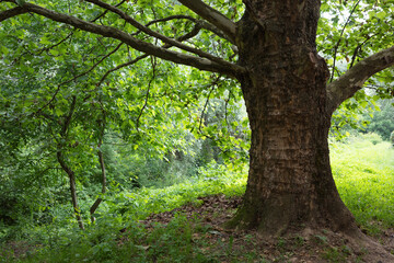 Obraz premium A majestic tree stands amidst vibrant green foliage in a tranquil forest.