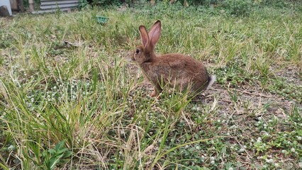 Jack rabbit hare while looking at you on grass background, A brown rabbit sits in a lush green field, enjoying the solitude of the natural environment on a beautiful day.