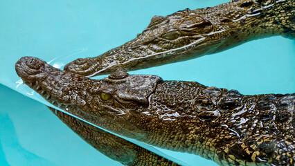 Intimate perspective on two crocodiles submerged in pristine blue water environment