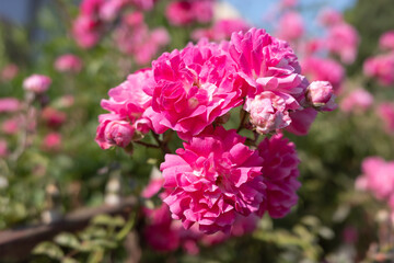 Beautiful pink roses bloom, showcasing delicate petals in a sunlit garden setting.