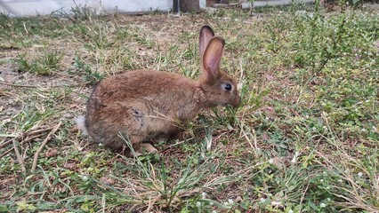 Jack rabbit hare while looking at you on grass background, A brown rabbit sits in a lush green field, enjoying the solitude of the natural environment on a beautiful day.