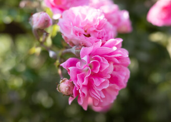 Beautiful pink roses in full bloom against a soft, blurred background of green foliage.