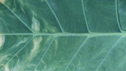 Green taro leaves background, looks fresh. Taro leaves are neatly lined up.Full frame shot of green leaves, green taro leaves full frame natural background	