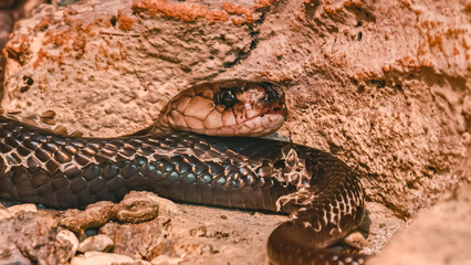 A snake rests on rocks, its head raised, looking directly at the camera.