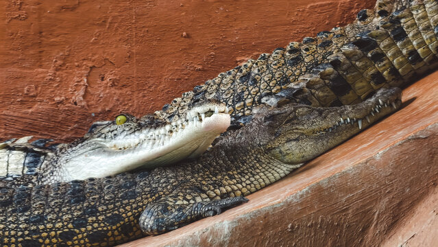 Two crocodiles resting closely together, showcasing their textured skin and distinct features. - Powered by Adobe