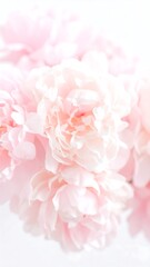 Fototapeta premium Luminous Cloud of Soft Pink Peonies in Ethereal High-Key Light