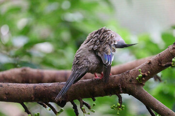 Crested Pigeon (Ocyphaps lophotes) perched on wooden rail with blurred green background in Hong Kong.