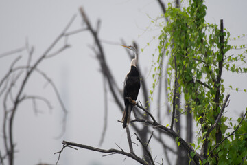 An oriental darter, also known as an Indian darter or snakebird, perched on a dry tree branch  and the background is blurred with branches and water body. 