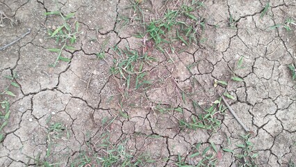 Fototapeta premium The dry land that had touched the rice fields now leaves only a little grass growing, grass on the cracked, dry surface texture, seen above. The concept of hope and encouragement.