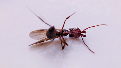 Close-up of a deceased winged ant lying on its back, showcasing intricate details of its body and wings.