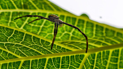 A close-up view of a spider perched on a vibrant green leaf, showcasing intricate details.