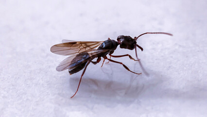 A close-up view of a winged ant, captured against a plain white background.