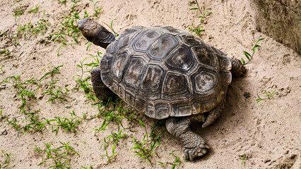 A Galapagos tortoise slowly moving across sandy ground.