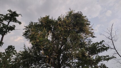 branches of a tree in spring,lush green and yellow small leaves and branches on a big trees in the city park	