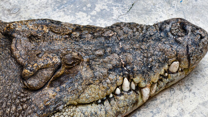 Close-up view of a crocodile's head, showing its rough skin and sharp teeth.