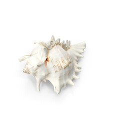 Conch Shell Isolated on Transparent Background