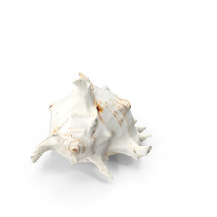 Conch Shell Isolated on Transparent Background