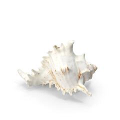 Conch Shell Isolated on Transparent Background