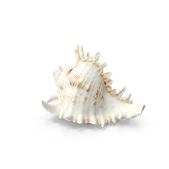 Conch Shell Isolated on Transparent Background