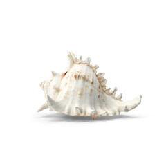 Conch Shell Isolated on Transparent Background