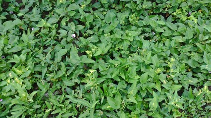 Obraz premium blurry photo of full frame of kale, full frame photo of plants, full frame photo of kale with purple flowers in bloom.