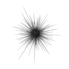 Sea Urchin with Long Spines Isolated on Transparent Background