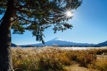 Zen of  Wind: Mount Fuji in Sunlight under Blue Sky with Pine Tree and Reed