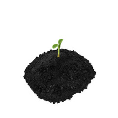 Young Seedling Sprouting from Soil Isolated on Transparent Background