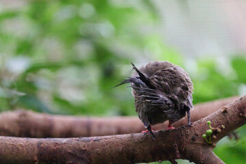 Crested Pigeon (Ocyphaps lophotes) perched on wooden rail with blurred green background in Hong Kong.