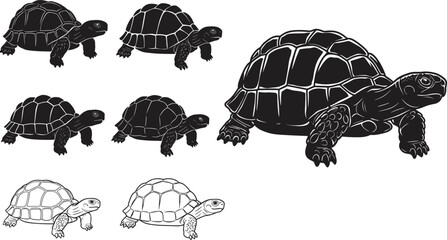 Tortoise illustration set showing detailed black and white turtle