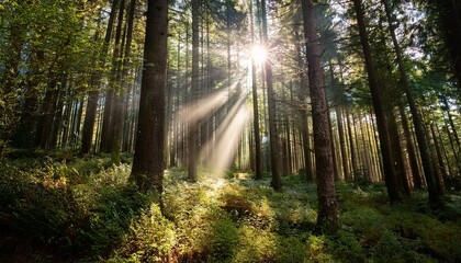 Naklejka premium cinematic forest scene n sun rays shining through tall trees