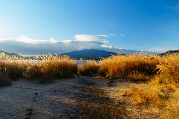 Zen of  Wind: Mount Fuji in Sunlight under Blue Sky with Reed Catkins
