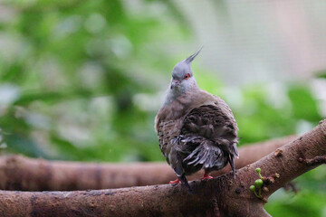 Crested Pigeon (Ocyphaps lophotes) perched on wooden rail with blurred green background in Hong Kong.
