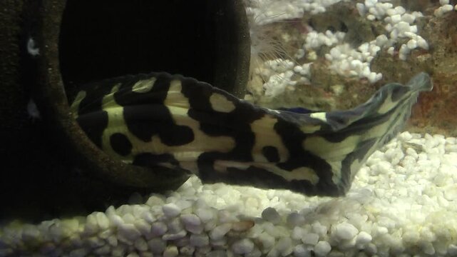 A convict blenny in aquarium 