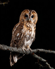 Obraz premium Brown Owl Perched on Branch Night Moonlight
