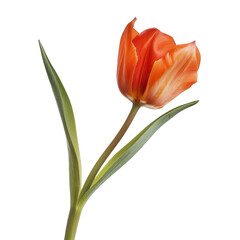 Fototapeta premium Single orange-red tulip, detailed