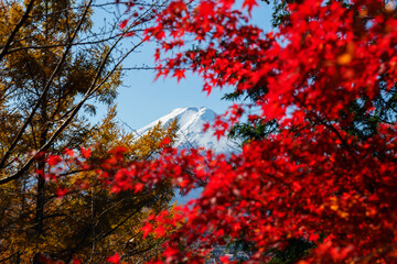 Rhythm of Autumn: Distant View of Mount Fuji through Red Leaves