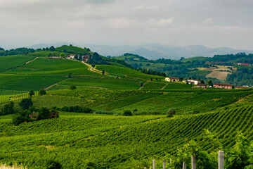 Vineyards in Monferrato near Alice Bel Colle, Asti province, Italy