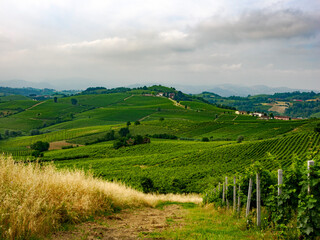 Vineyards in Monferrato near Alice Bel Colle, Asti province, Italy