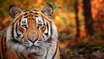 Fototapeta premium majestic sumatran tiger in autumnal woods