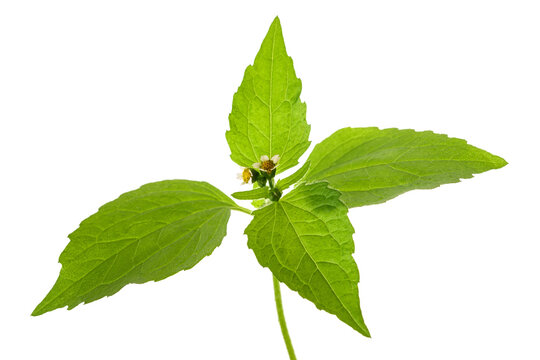 Hairy galinsoga plant with flowers