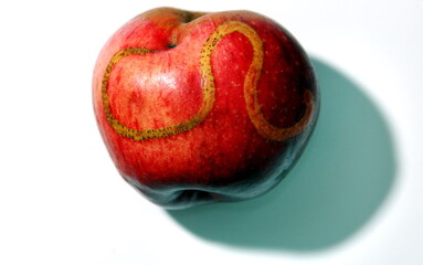 An apple with a worm trail on it.