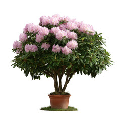 Fototapeta premium A beautiful potted rhododendron with vibrant pink flowers and lush green leaves, perfect for home decoration or landscaping.